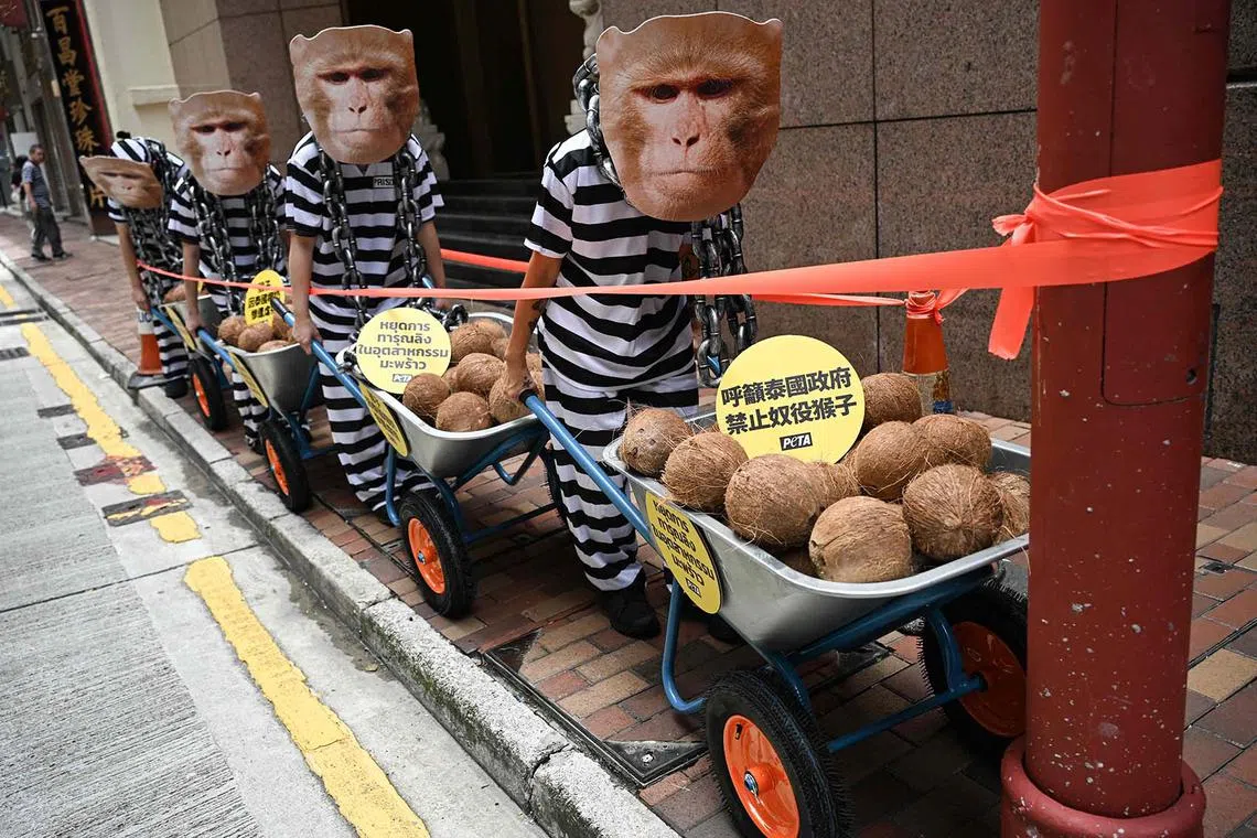 Activists of the People for the Ethical Treatment of Animals (PETA) staging a demonstration outside the Royal Thai Consulate-General in Hong Kong on Sept 2, 2025, against Thailand's coconut industry where monkeys are allegedly abusively trained, chained, whipped, and forced to spend long hours picking coconuts from trees. 