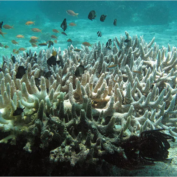The corals today are mostly dome-shaped or flat and they host a lower diversity of marine life.