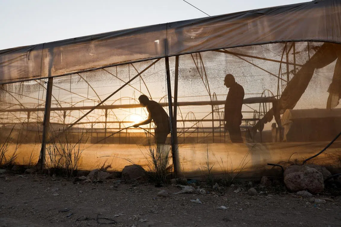 Palestinians checking water pressure in greenhouse after a reported decrease in water supply in Bardala, in Jordan Valley, in the Israeli-occupied West Bank, August 13, 2025. REUTERS/Ammar Awad
