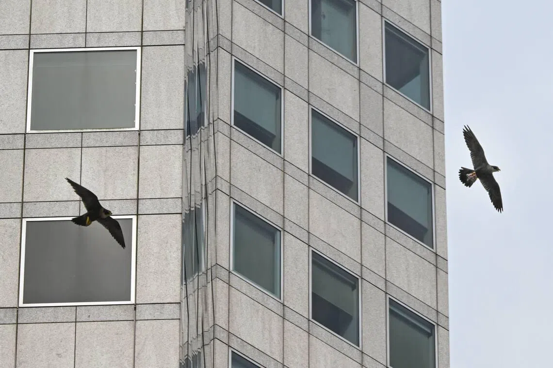 A female and male pair of peregrine falcons flying near the OCBC Centre building on March 5.