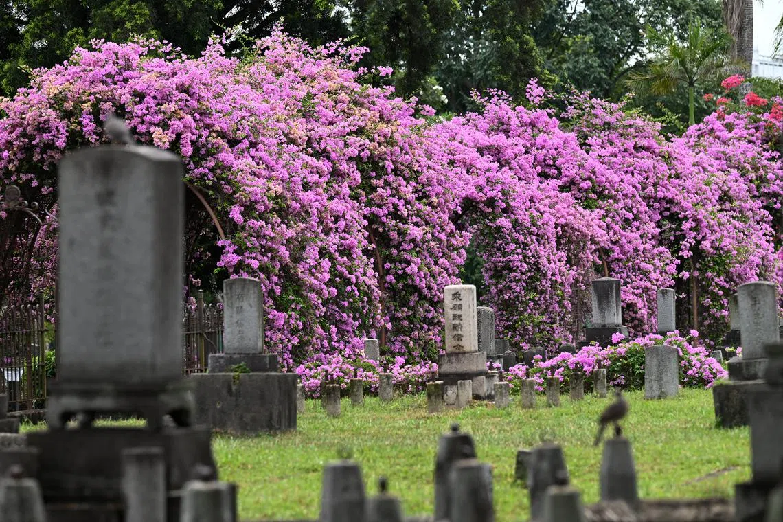 Bougainvillea flowers in full bloom at the Japanese Cemetery Park on Aug 23, 2024.