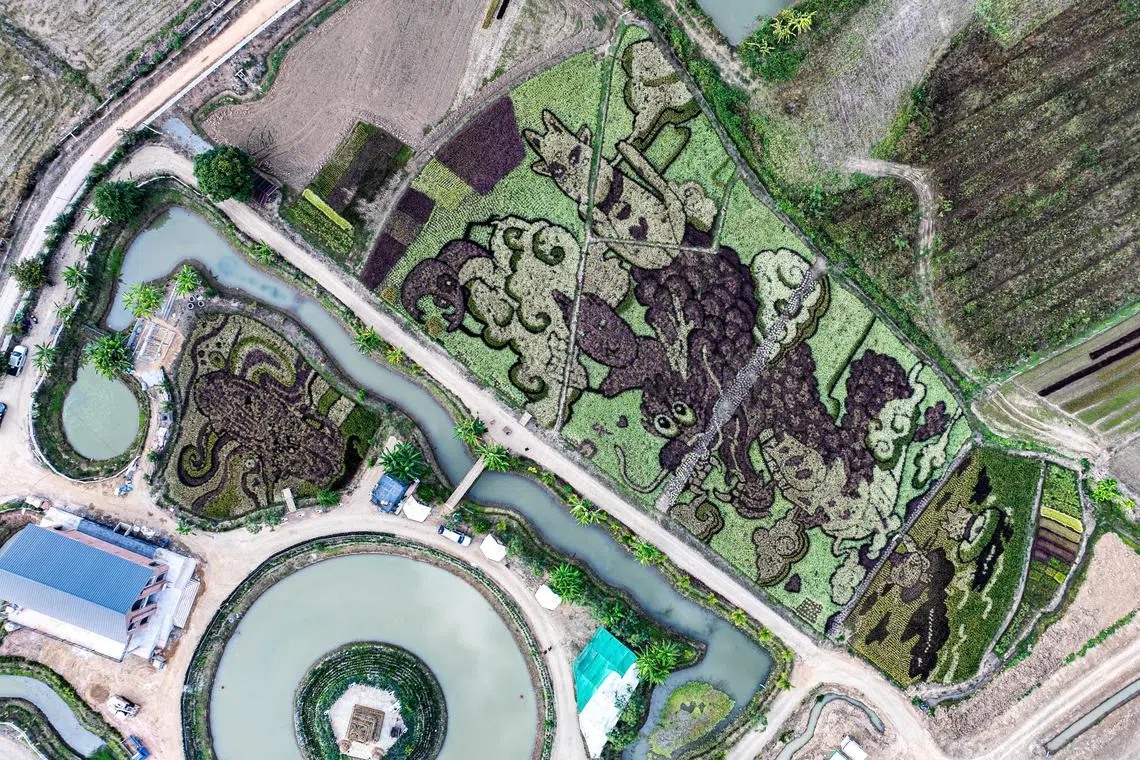 A drone view shows dragon and cat figures created by Thunyapong Jaikum, a Thai farmer and artist,  in rice fields in Chiang Rai province, north of Thailand, January 11, 2025. REUTERS/Artorn Pookasook