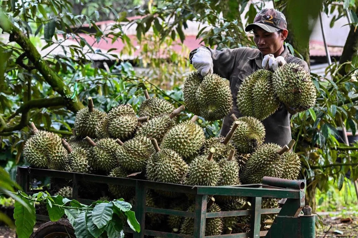 Vietnamese coffee farmers ride China’s durian wave