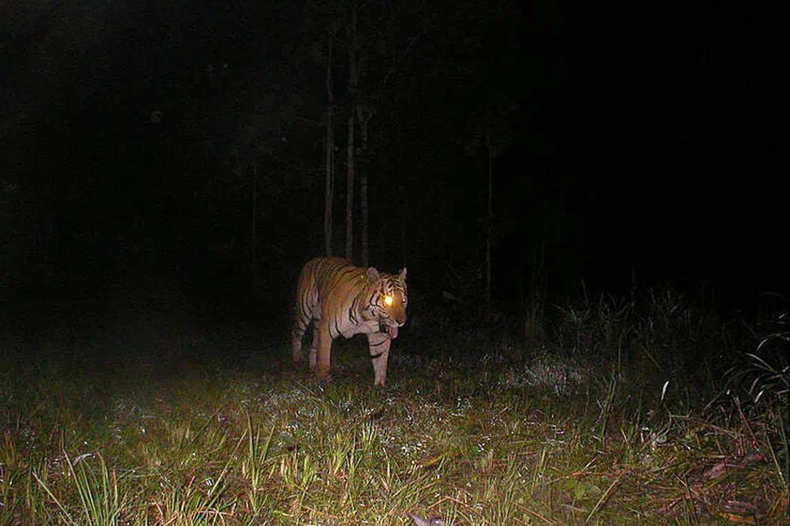 The last known camera trap image of a wild tiger in Cambodia, taken in 2007.