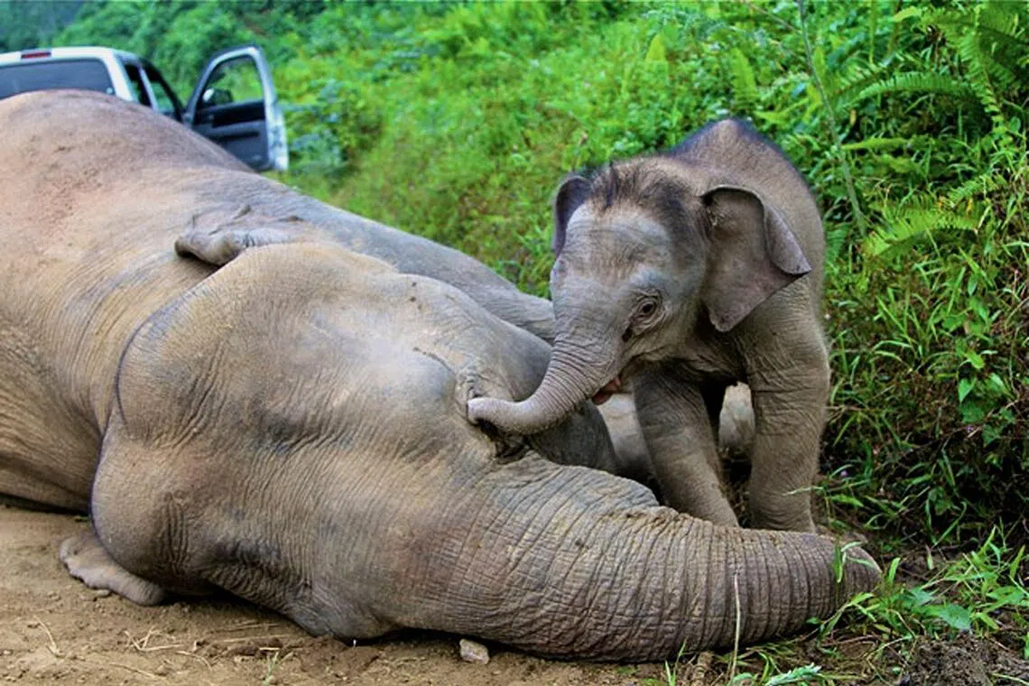 A baby elephant stays close to a dead Borneo pygmy elephant in the Gunung Rara Forest Reserve, Sabah, Malaysia, in January 2013.
