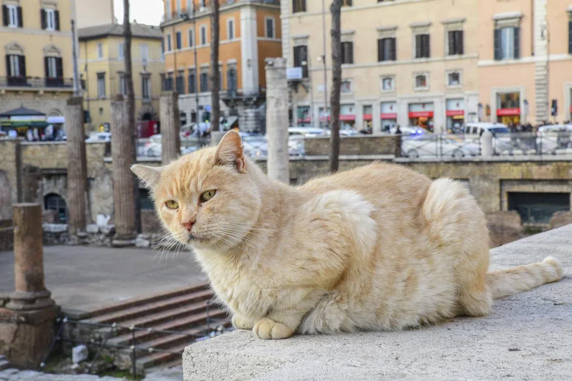 The area is these days also home to a sanctuary for stray cats.