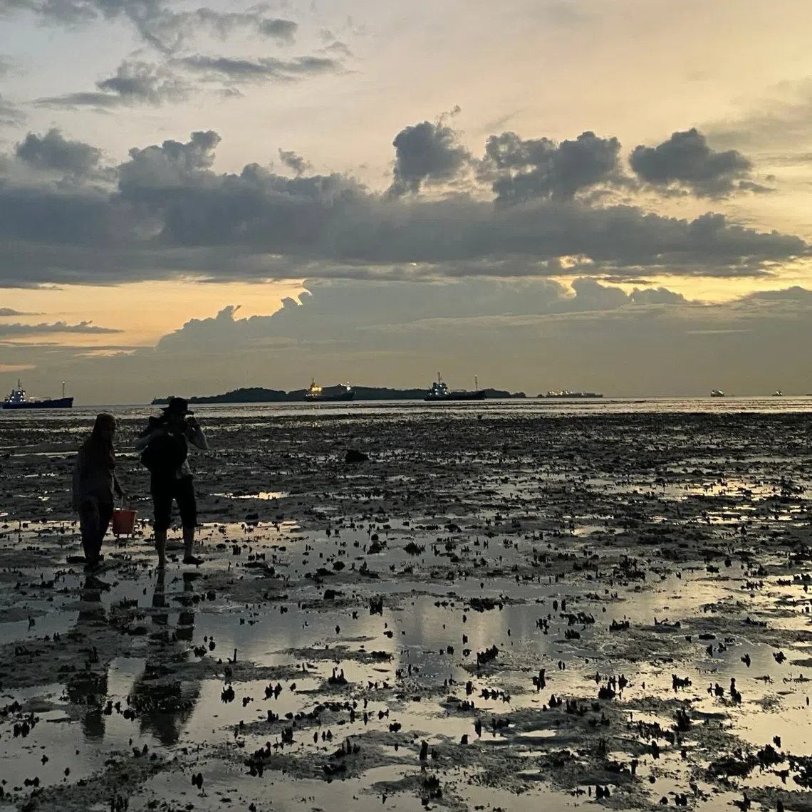 Communities have long been foraging in local shores for food and to carry on traditional practices.