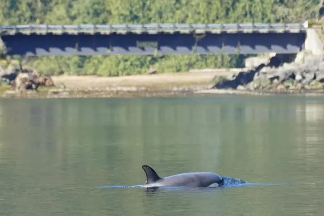 The orca calf that was stuck in a tidal lagoon for weeks swam free on April 26.