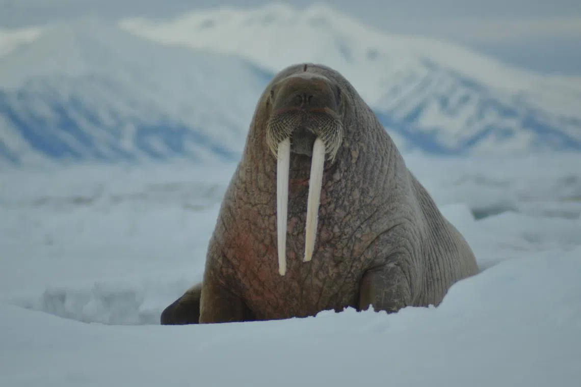 Walrus, which can grow to a weight of two tonnes, eat mainly fish and shellfish, but sometimes also consume marine birds.