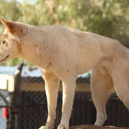 Following Ms James’s death, the Queensland government said a pack of 10 dingoes believed to be involved would be euthanised after rangers observed “aggressive behaviour”.