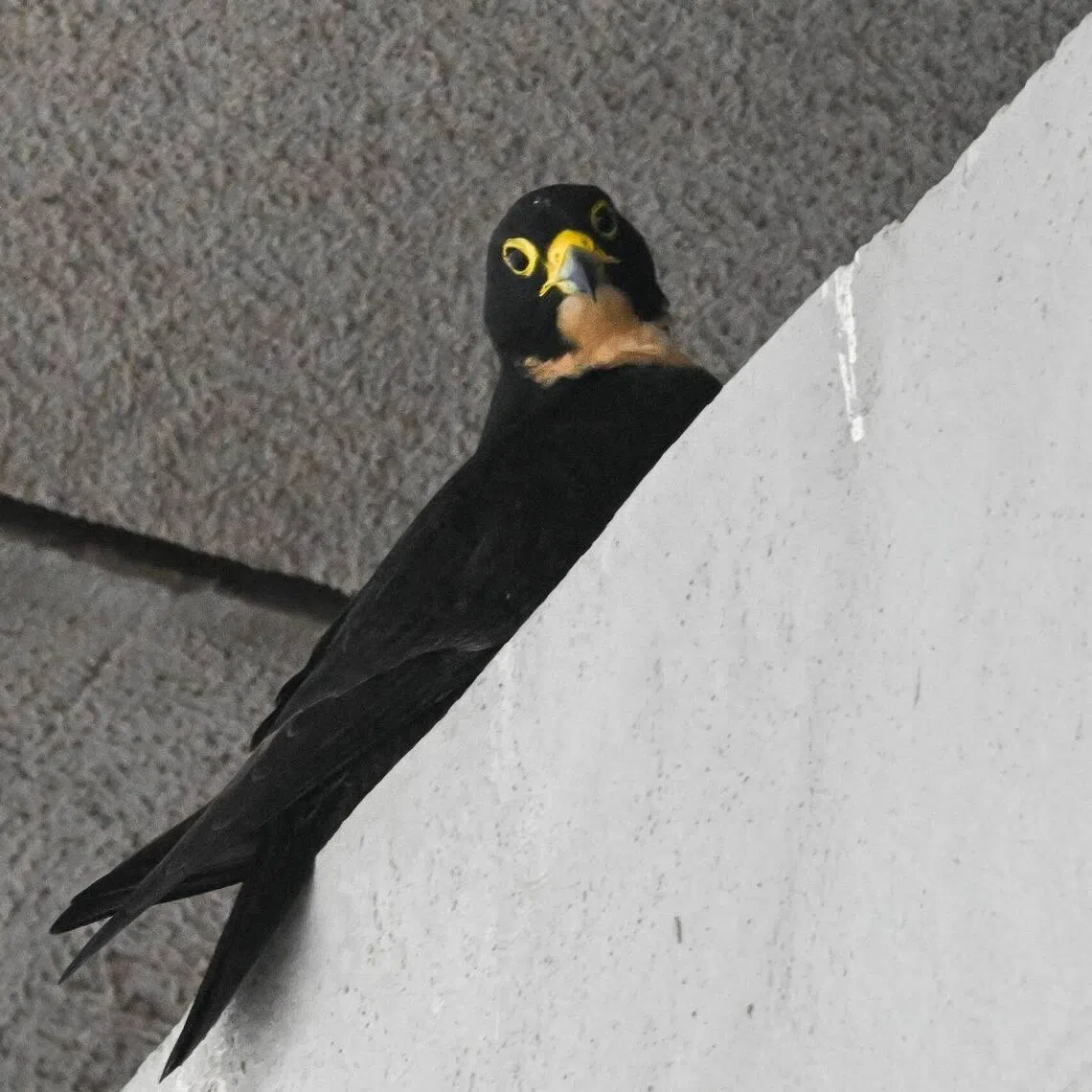 The peregrine falcon perched at the OCBC Centre building on March 5.