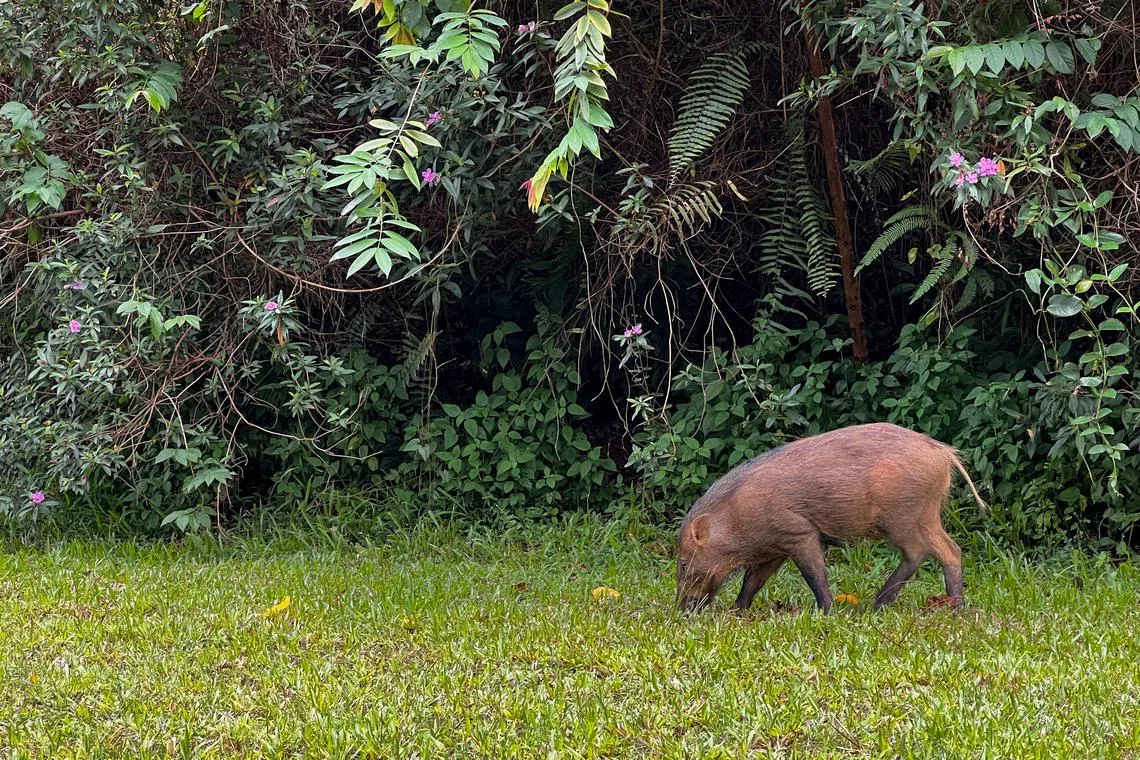 小野猪进城觅食。Wild boar is seen coming out of the bushes along rail corridor.