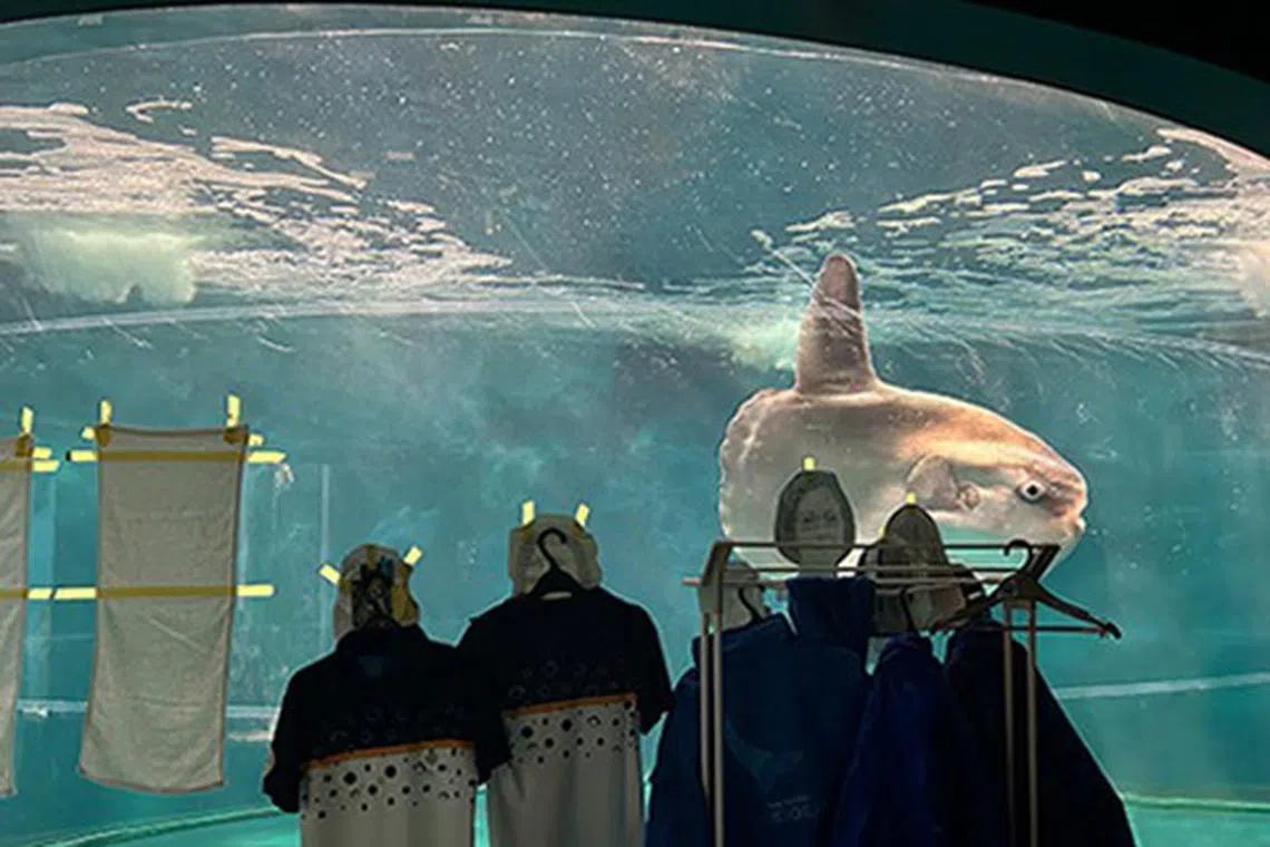 The ocean sunfish stopped eating 