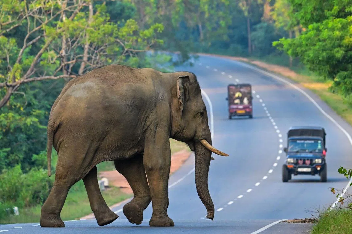 A wild elephant crossing a road in Habarana on Feb 20, 2024. 