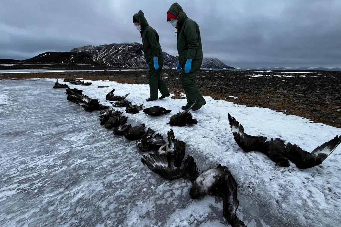 FILE PHOTO: Researchers investigate the spread of bird flu, on Beak Island in Antarctica, March 2, 2024 in this handout image. Ben Wallis/Handout via REUTERS/File Photo