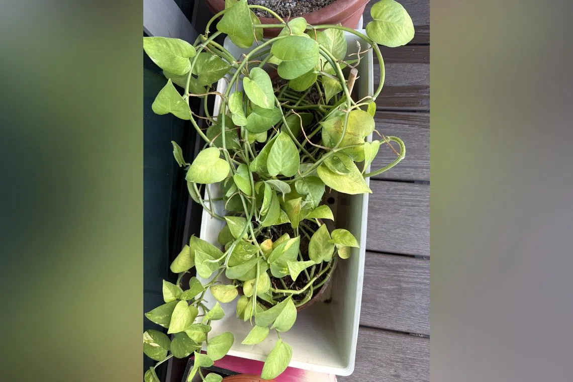 Plants in small pots will dry out quickly in the sun.