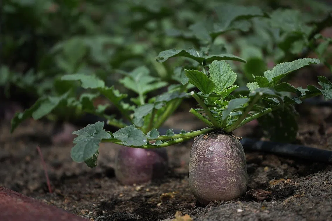 Edible Garden City (EGC) provides produce such as daikon (pictured) for restaurants in CapitaSpring.