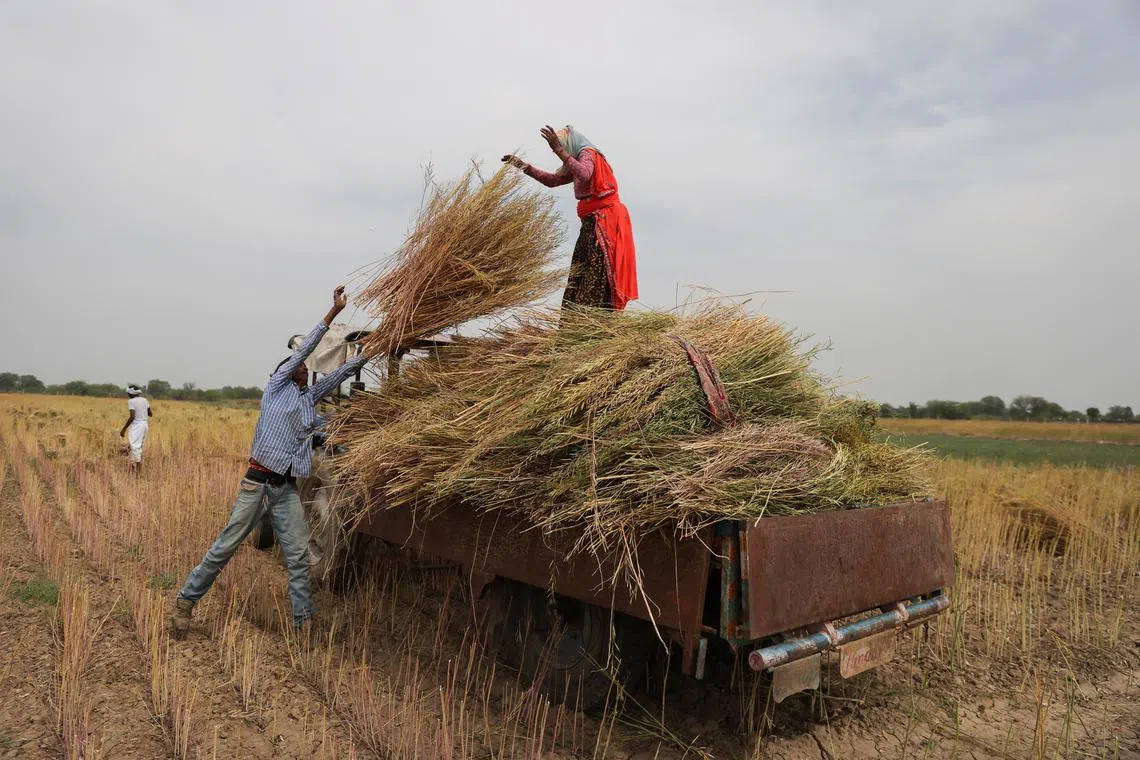 Farmers load rapeseed stalks on a tractor trolley in a field on the outskirts of Jaipur, India.