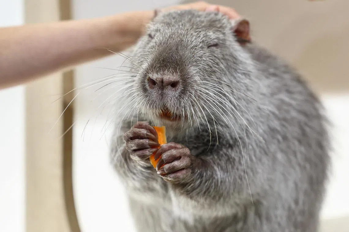 Capybaras have become popular attractions at zoos worldwide and unlikely darlings of the internet.