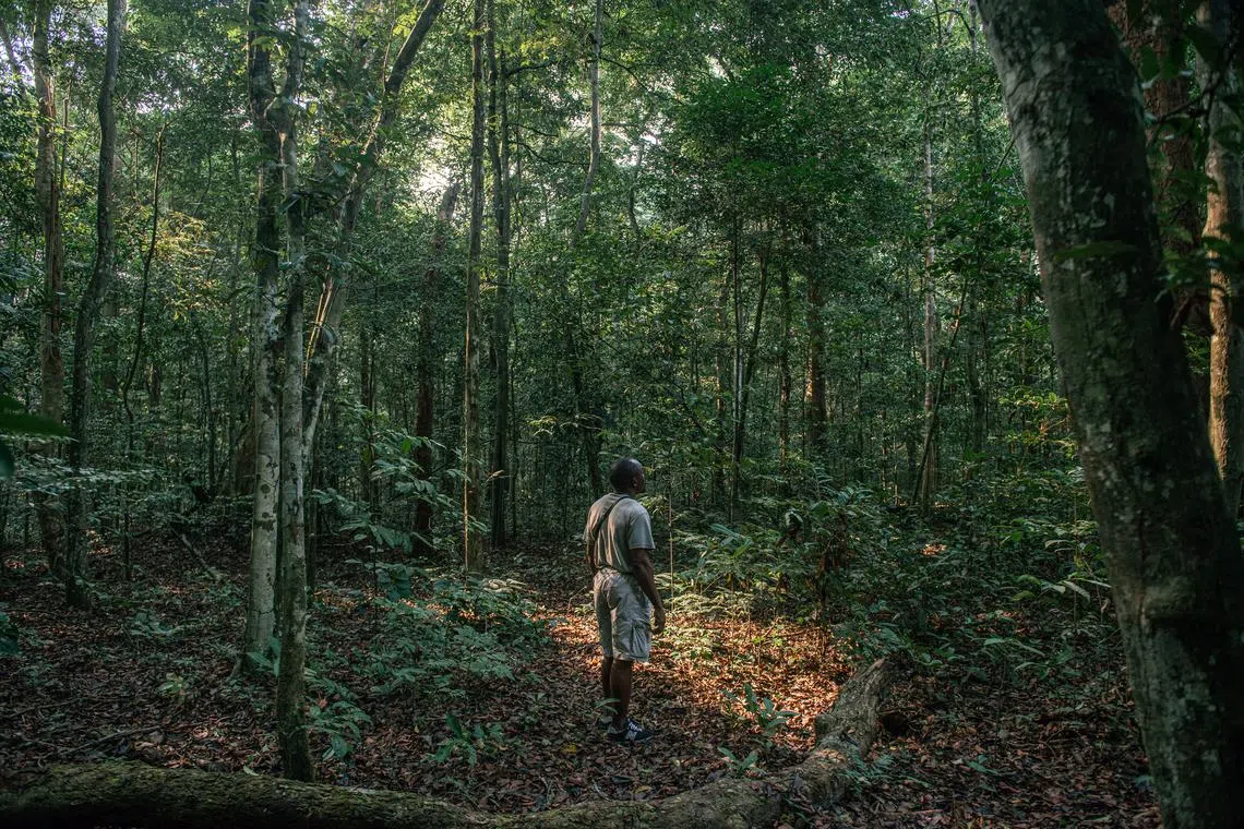 In the Asia-Pacific region, about 58 per cent of forests are under threat and could be protected through economically viable carbon credit projects.