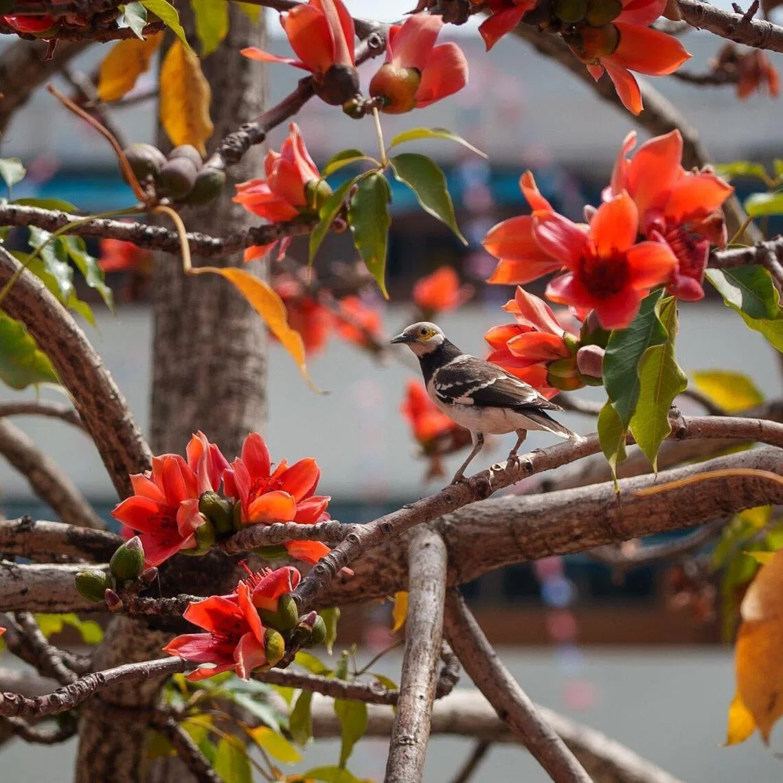 Conservationists see the change in kapok trees' blooming pattern as a sign that nature is falling out of sync as the climate warms.