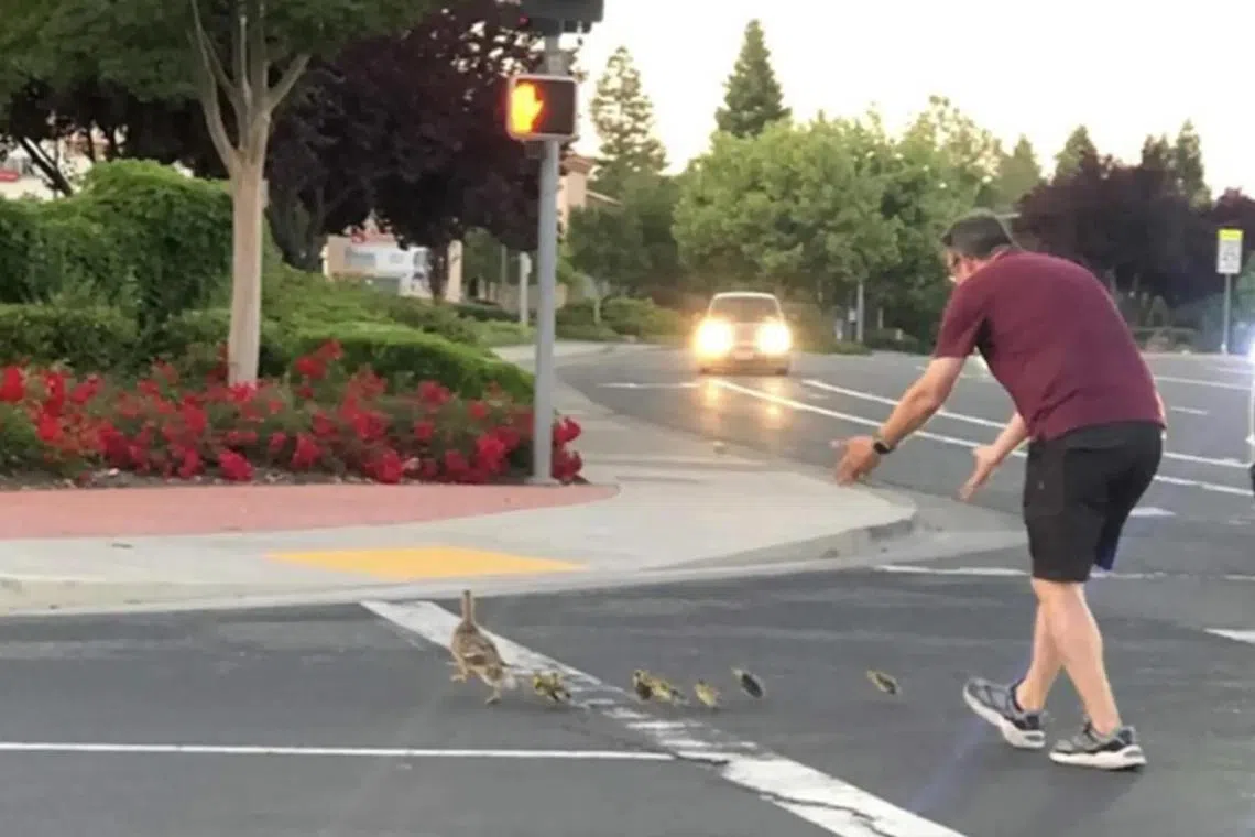 fdduck23 - Casey Rivara, a California man killed while helping ducks cross the street on May 18, 2023.


Credit: William Wimsatt