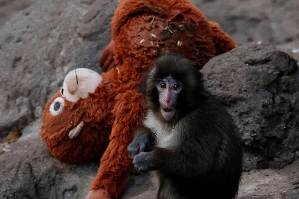 The arrests came after one of the men climbed over a fence into the monkey habitat area at Ichikawa City Zoo.