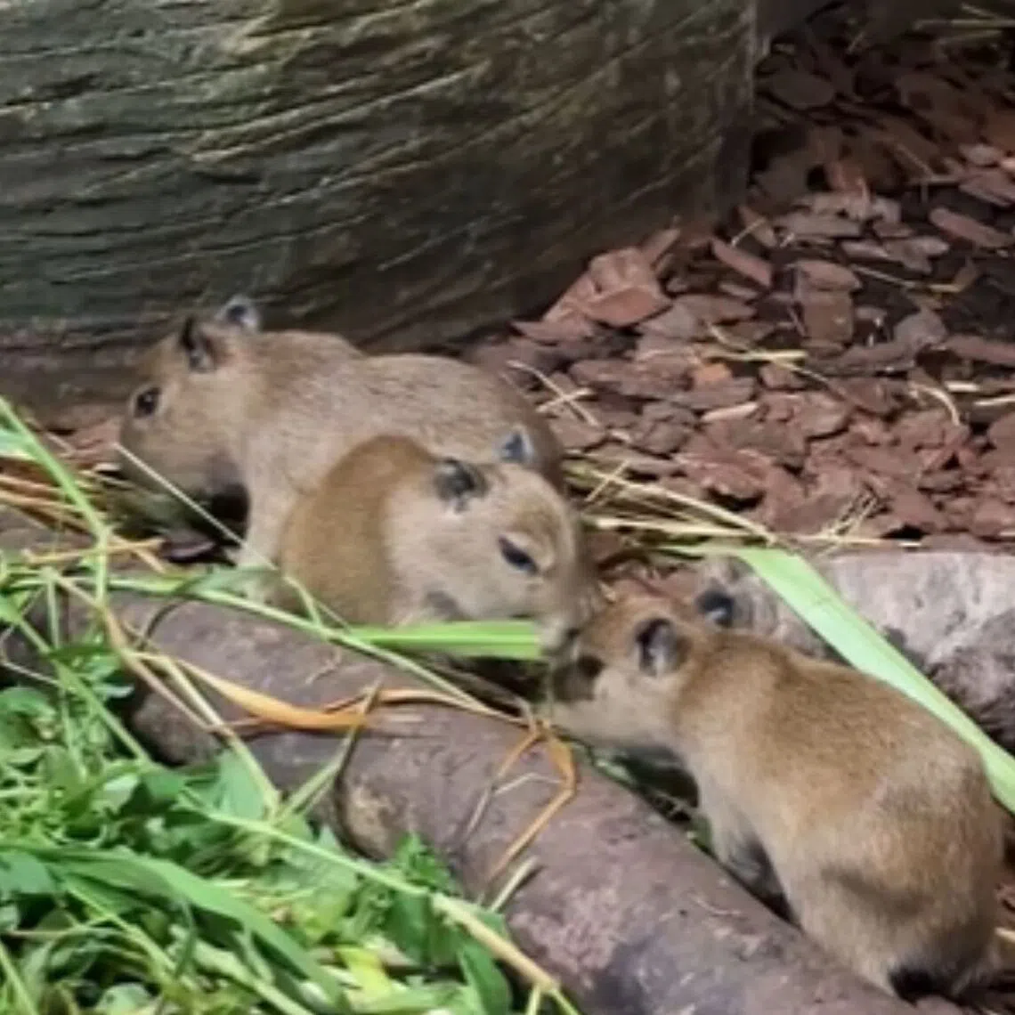 The four capybara pups can be seen wandering around and eating grass in an enclosure with their mother.