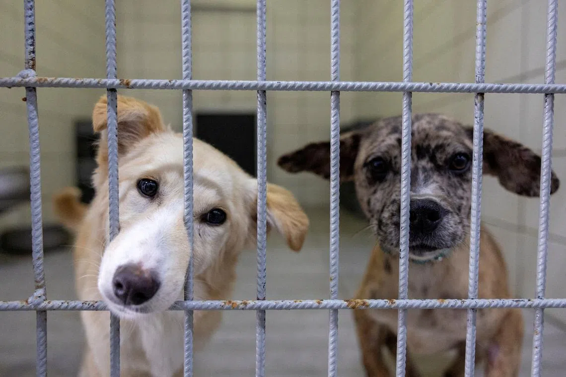 FILE PHOTO: Stray dogs look out from behind bars as they are under treatment at Istanbul municipality's animal rehabilitation centre in Istanbul, Turkey, May 27, 2024. REUTERS/Umit Bektas/File Photo