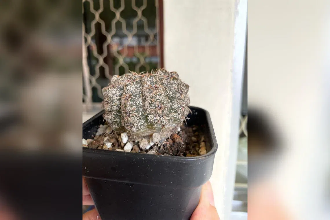 This sick cactus may have been permanently scarred by pests' feeding habits.