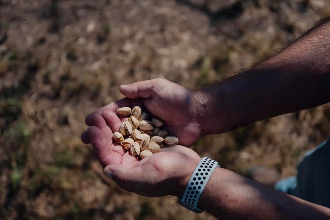 How a sapling and a viral confectionery made California the world’s pistachio king