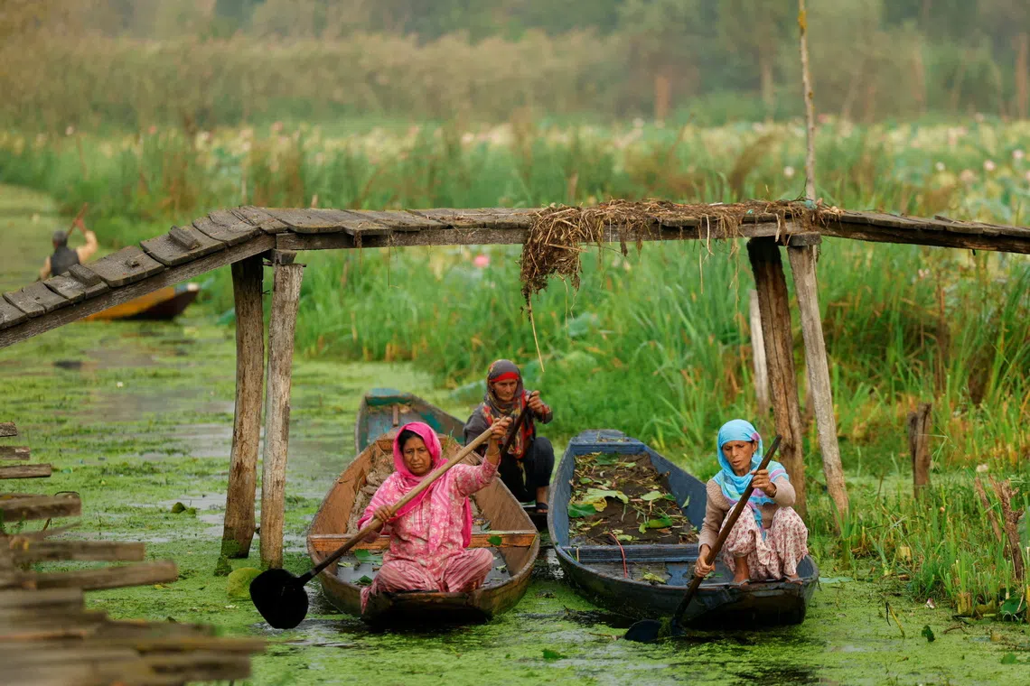 Kashmiri women rowing their boats through the interiors of Dal Lake in Srinagar, Indian Kashmir on Sept 16, 2025. 