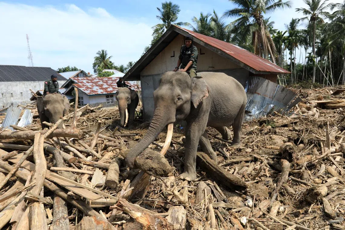 Forestry personnel use elephants to help clear debris in a flood-affected area in Pidie Jaya, Indonesia.