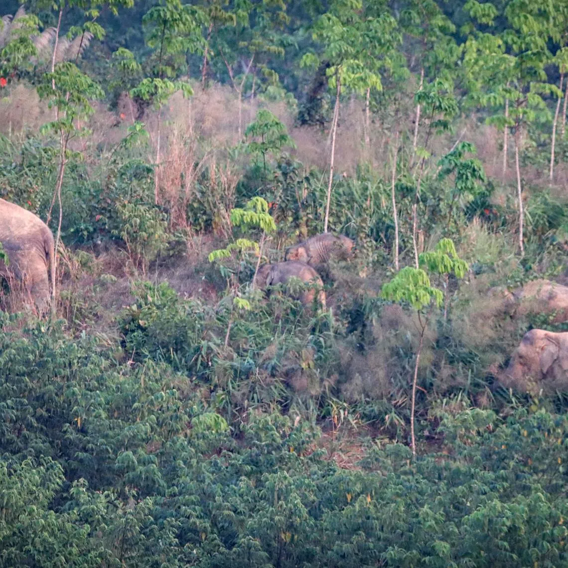 Wild elephant numbers in Thailand rose from 334 in 2015 to almost 800 in 2025, with thousands more in captivity.