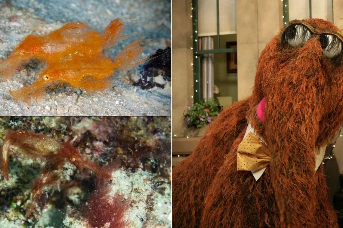 The Solenostomus snuffleupagus is a type of ghost pipefish.