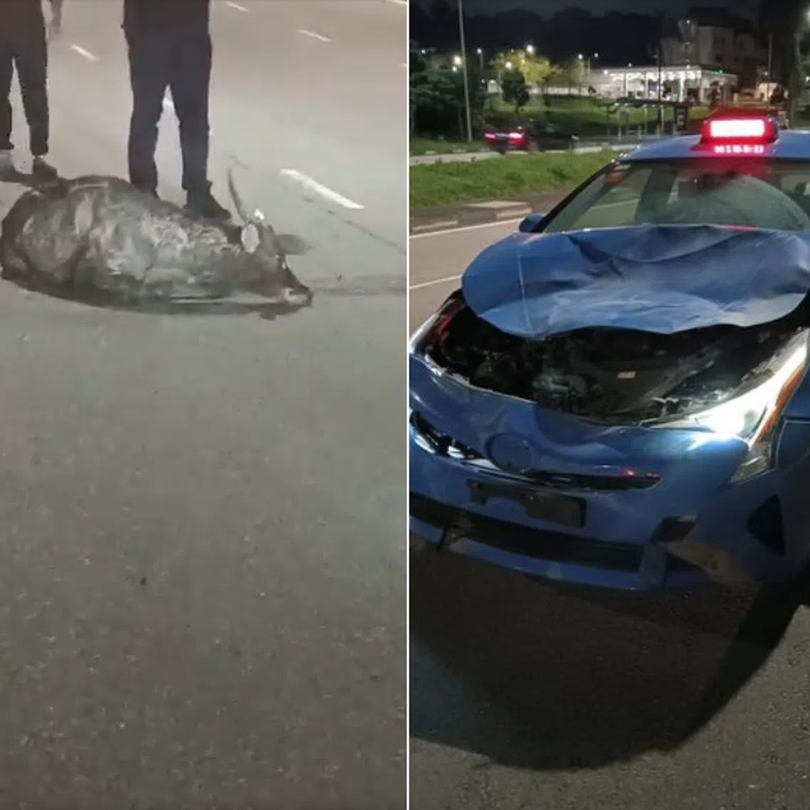 The accident involving a taxi and a Sambar deer happened in Mandai Road on July 11, 2024. 