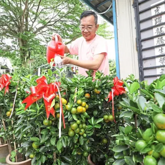 Mr Tee watering calamansi plants, a popular prosperity plant, to be sold ahead of Chinese New Year. 