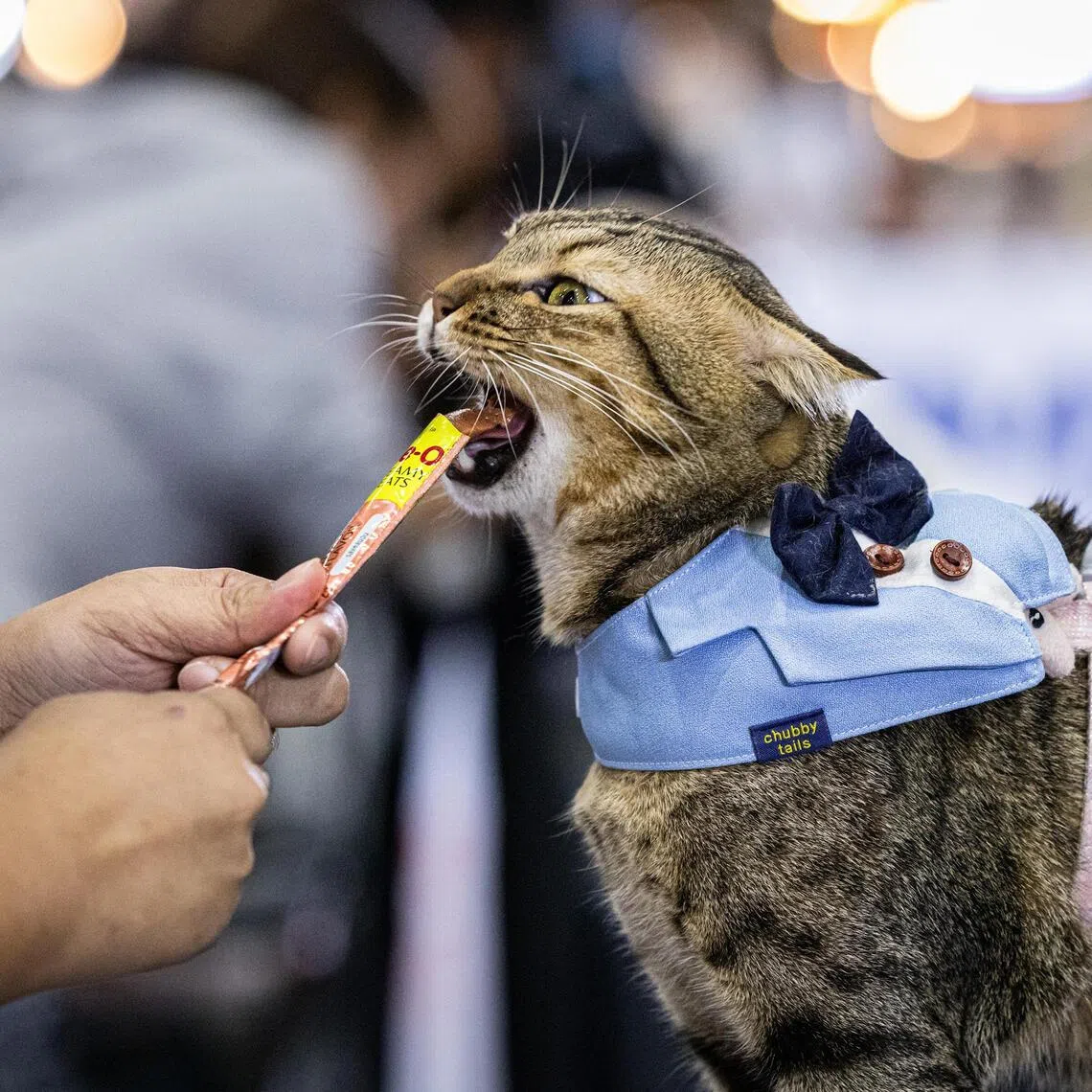 Kimmon competes in a speed eating contest during the four-day Thailand International Pet Variety Exhibition in Bangkok on Oct 10.