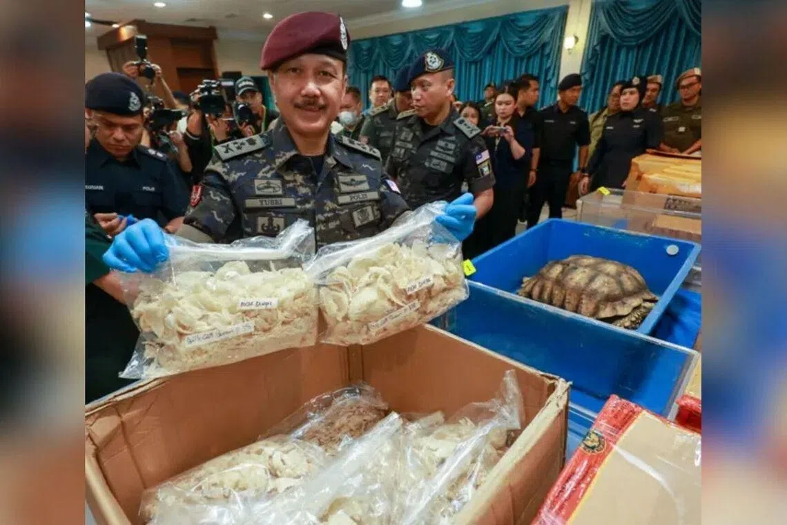 Besides the bird’s nests, the police also seized 223 birds, eight eagles, two pangolins, 790 turtle eggs, 4,238 tortoises and 218 salamanders in various raids.