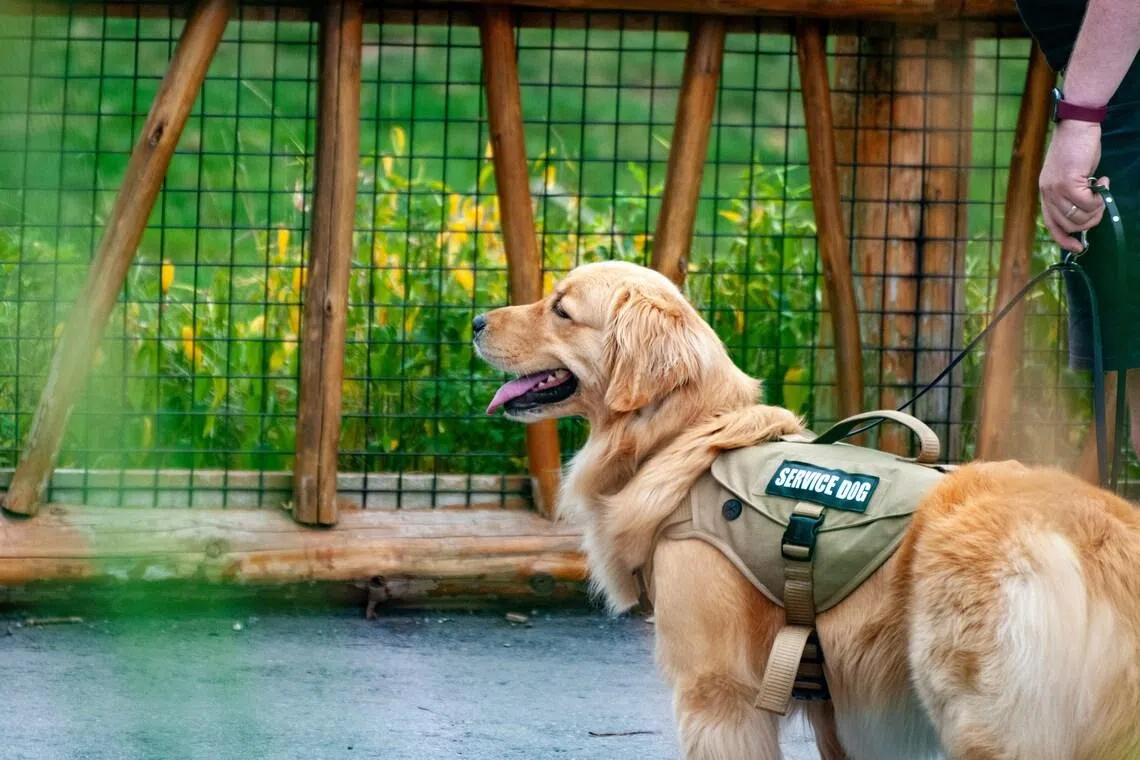Service dogs in South Korea are those that formerly worked in the military, police and emergency services, or the detection units of related agencies.