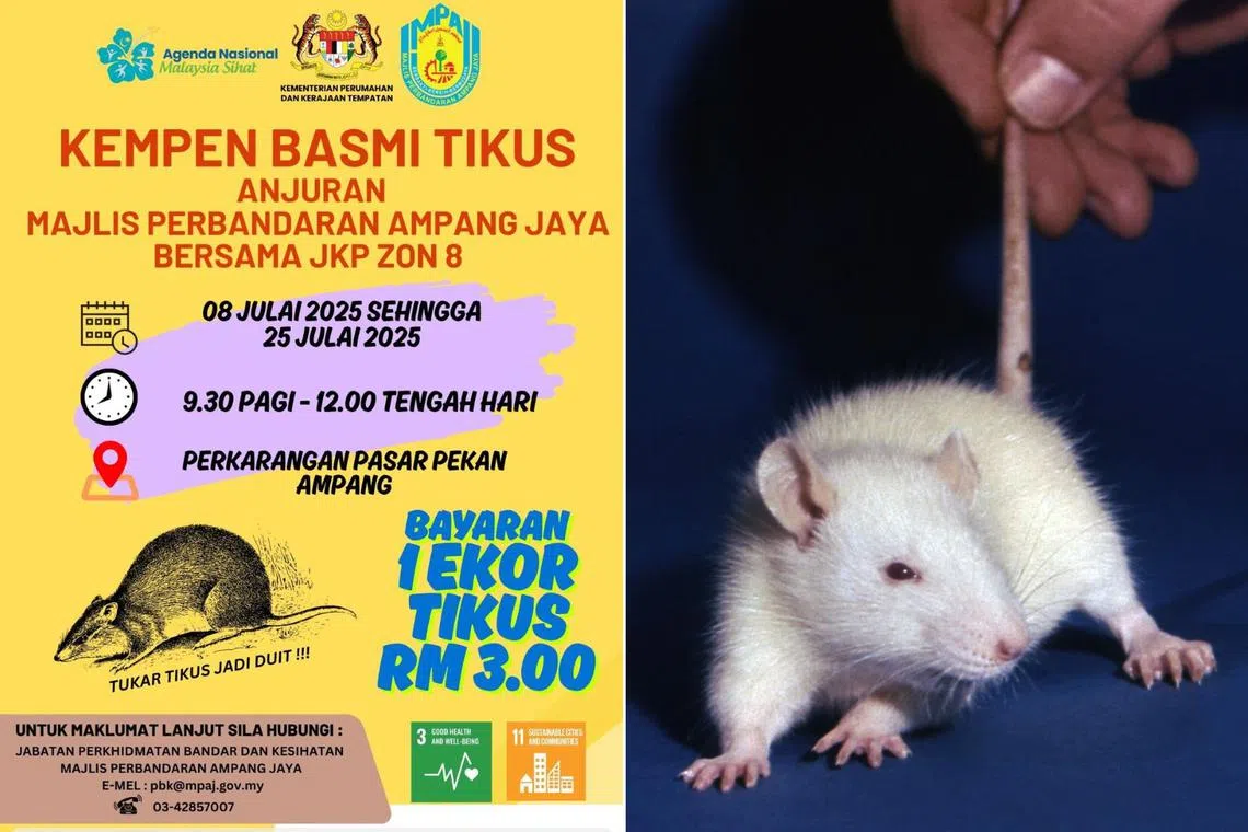The Rat Extermination Campaign will run from July 8 to 25.