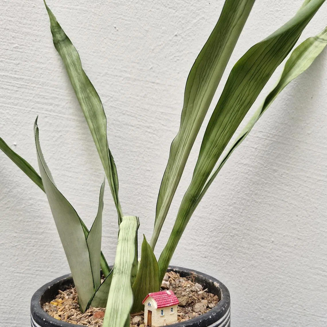 Although this plant is a drought-tolerant one, do not leave it without water for too long.