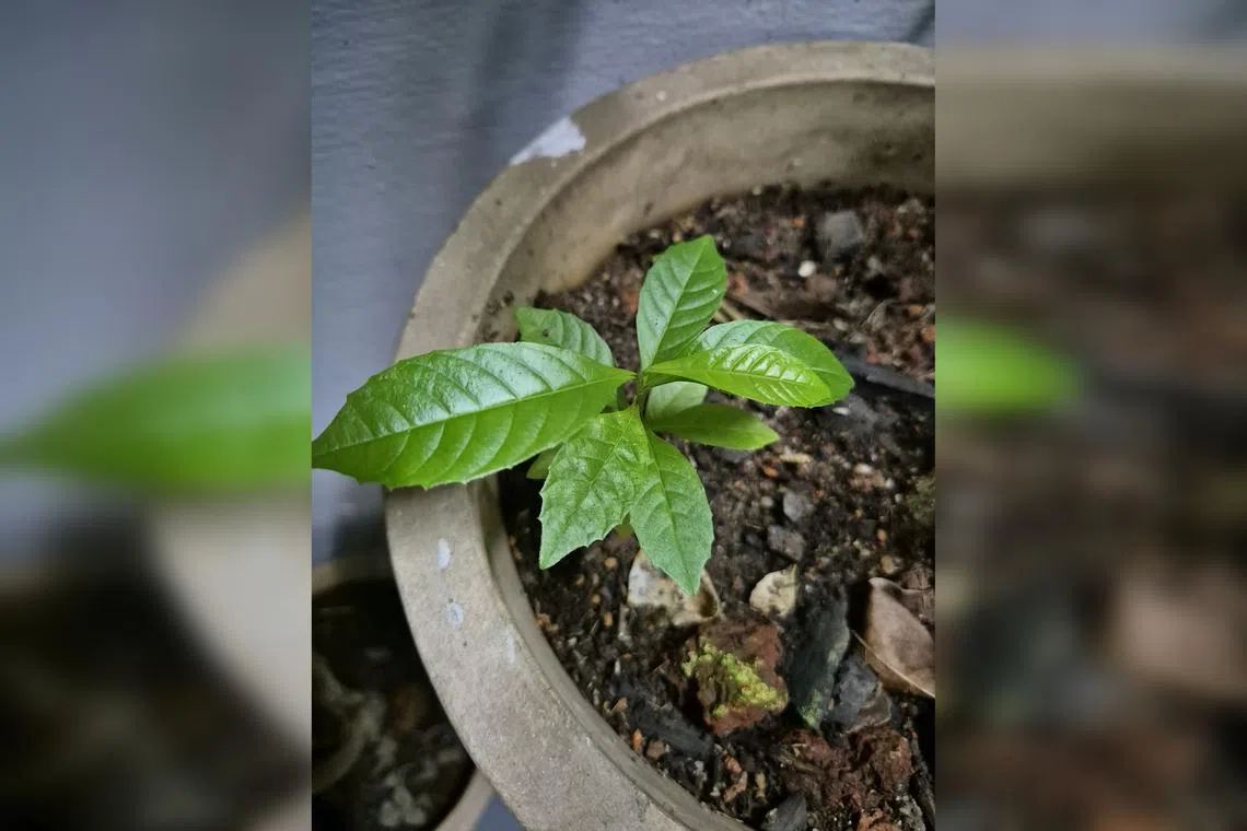 Tetrasera species need a sunny spot with well-draining soil. 