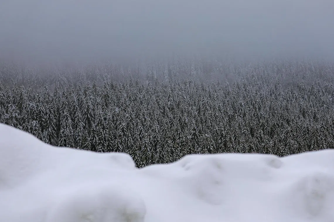 A snow-covered forest is seen in the ski resort area of the mountainous 'Kahler Asten' region near Winterberg, Germany on Dec 7, 2023. 