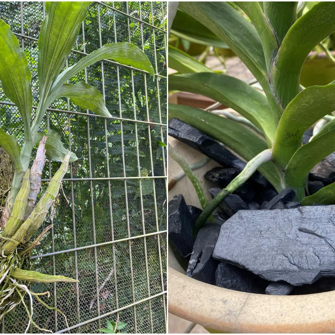 Depending on their growth habits, which can be upright or pendulous, these plants can be cultivated differently.