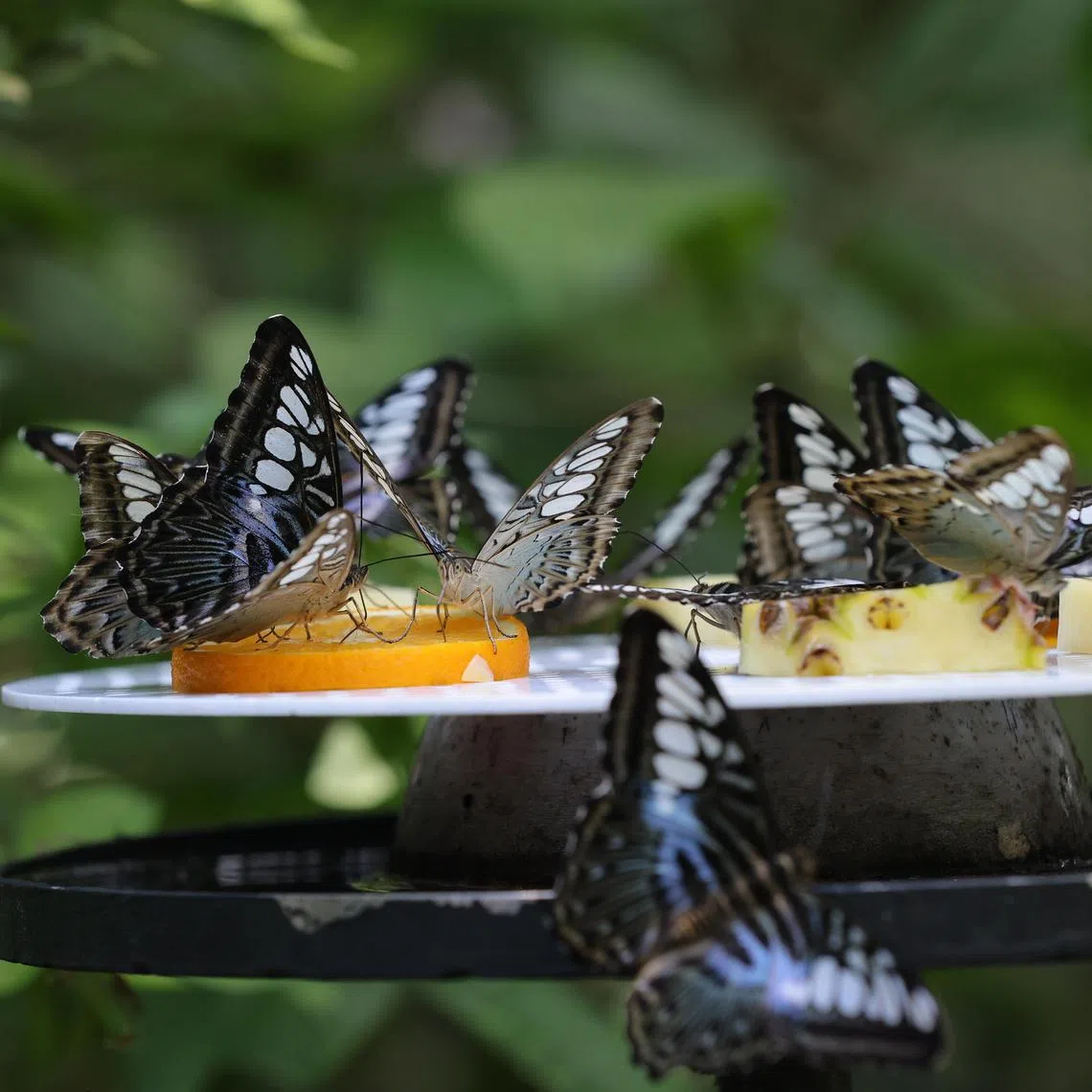 mmzoo21 ST20230621_202314848034 Ong Wee Jin / Megan Michael / 

Butterflies in the Fragile Forest section of the Singapore Zoo.