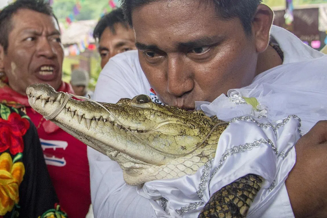 Mayor Victor Sosa kisses Alicia Adriana, a caiman he married in a ritual meant to bring a prosperity for his small town in Mexico.