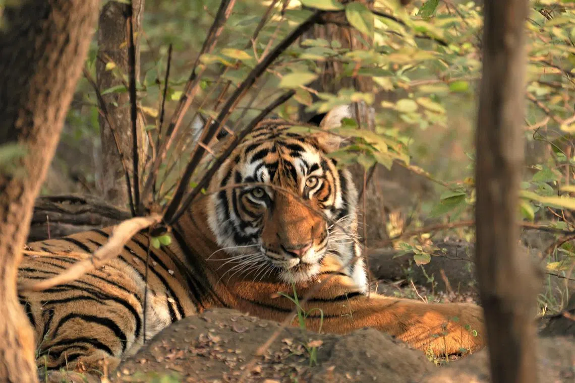 Young male tiger, Ranthambhore Tiger Reserve, Rajasthan, India. Success spawns new challenges. 