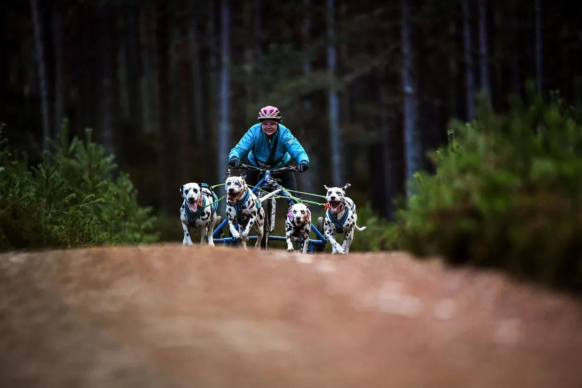 A musher takes part in the training session on forest tracks, with their team of dogs, ahead of the The Siberian Husky Club of Great Britain 39th Aviemore Sled Dog Rally near Feshiebridge, Cairngorm, Scotland, on Jan 26, 2023. 