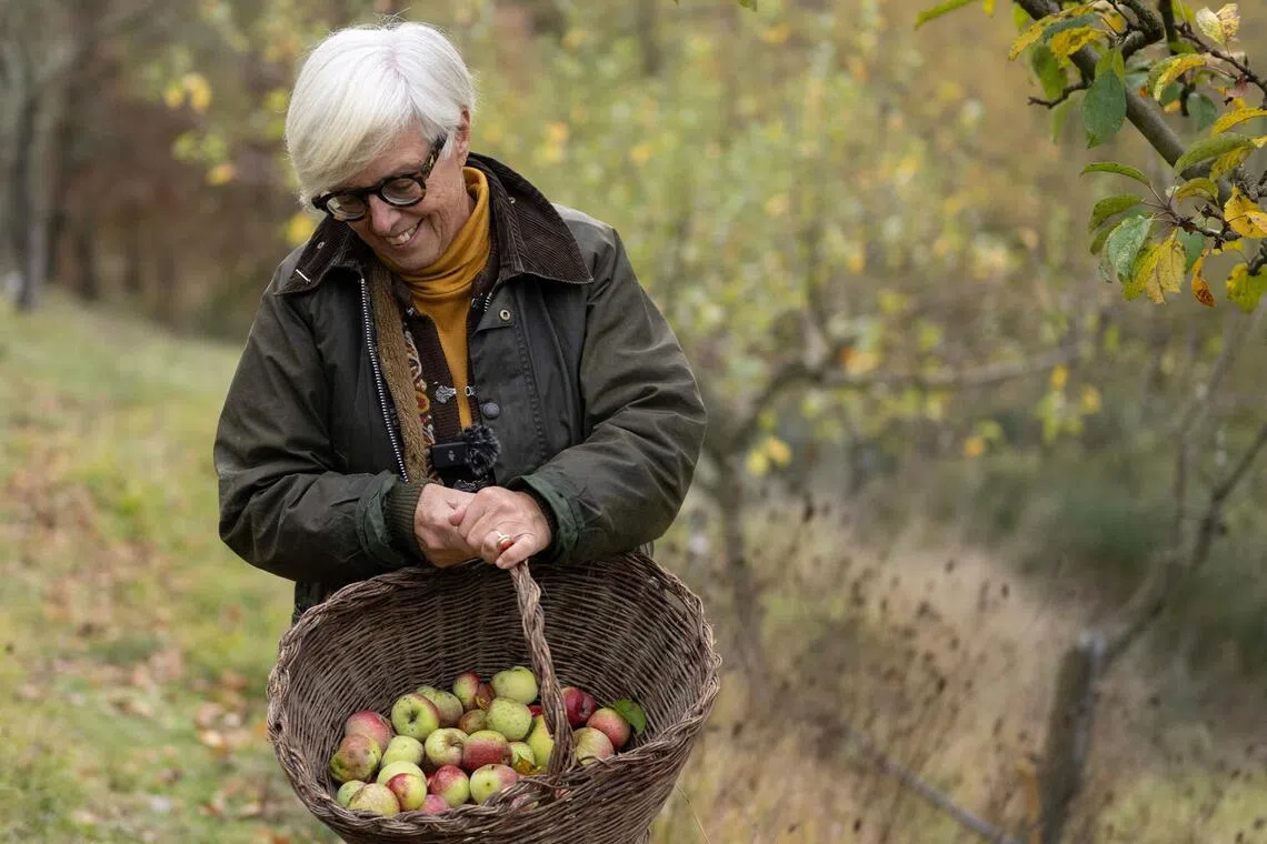 Italian agronomist and researcher Isabella Dalla Ragione picks apples in the orchard collection of the Archeologia Arborea foundation on Nov 7.